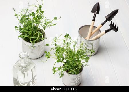 Germogli di piselli in lattine metalliche. Attrezzi di giardinaggio e bottiglia d'acqua sul tavolo. Sfondo bianco. Vista dall'alto. Foto Stock