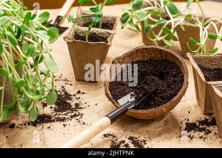 Pala da giardino in terra. Germogli di girasole in contenitori di carta. Sfondo di carta marrone. Foto Stock