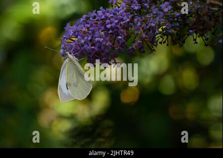 Grande farfalla bianca o cavolo Pieris brassicae che si nutrono sul fiore della macchia buddleia nel nord Norolk, Regno Unito Foto Stock