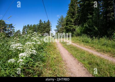 Strada sterrata rurale a Orivesi, Finlandia Foto Stock