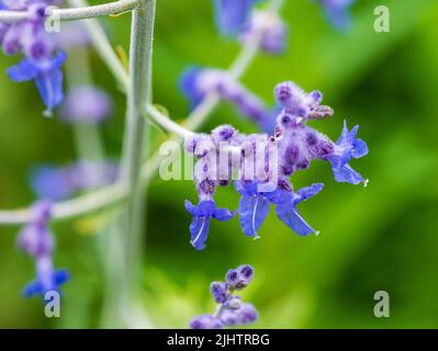 Primo piano dei germogli e fiori blu della salvia russa, Perovskia atriplicifolia 'Blue spire' Foto Stock