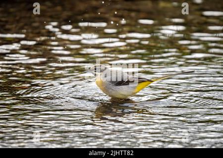 Un vagone grigio (Motacilla cinerea) nel fiume Wandle a Beddington Park, Sutton, Londra. Foto Stock