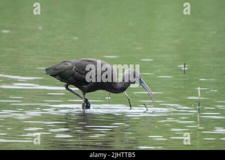 Un ibis lucido (Plegadis falcinellus) nella riserva naturale Beddington Farlands a Sutton, Londra. Foto Stock