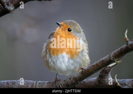 Un rapina (Erithacus rubecula) in un albero a Sutton, Londra. Foto Stock