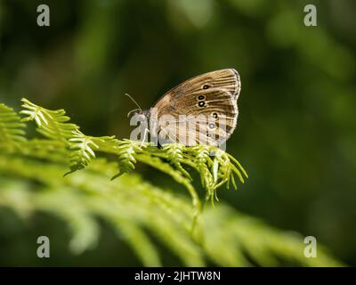 Farfalla di Ringlet, Aphantopus iperantus, su un felce. Foto Stock