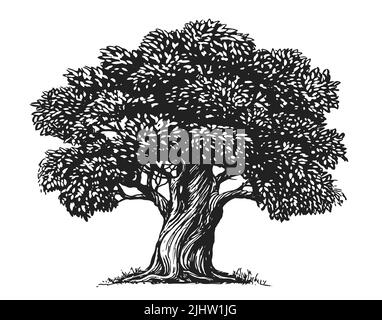 Tracciare l'olivo isolato su sfondo bianco. Illustrazione disegnata a mano. Stile vintage Foto Stock
