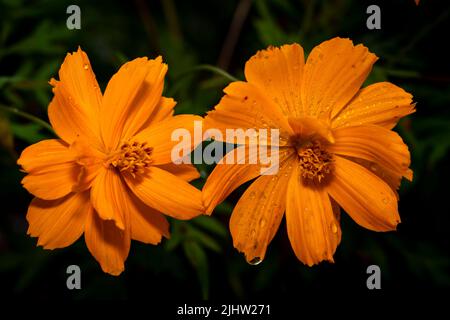 Foto a due bocce di fiori di marigold giallo Foto Stock
