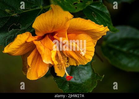 Fiore giallo di ibisco con sfondo verde Foto Stock