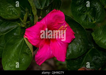 Grande fiore di ibisco rosso Foto Stock