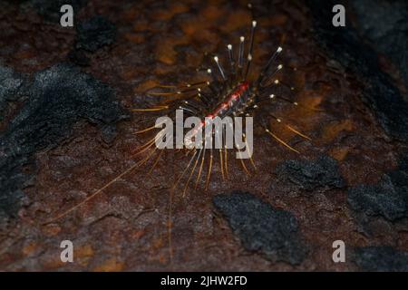 Macro ritratto di scutigera sp. Che mostra gambe lunghe e antenne Foto Stock