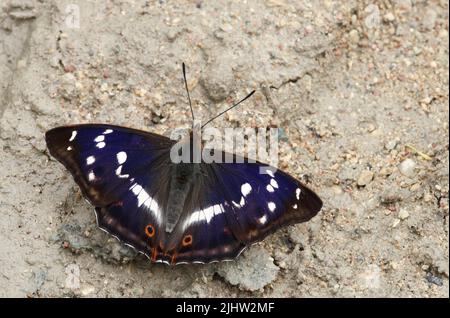 Una grande farfalla europea, l'imperatore viola che riposa su una strada sterrata durante il giorno estivo in Estonia Foto Stock