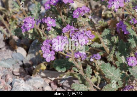 La fioritura viola determina le inflorescenze di cime elicoide di Phacelia Crenulata, Boraginaceae, nativo annuale nel deserto del Mojave del Nord, Springtime. Foto Stock