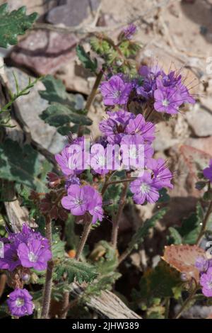 La fioritura viola determina le inflorescenze di cime elicoide di Phacelia Crenulata, Boraginaceae, nativo annuale nel deserto del Mojave del Nord, Springtime. Foto Stock