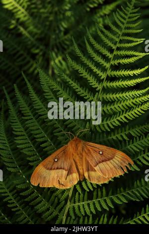 Una grande falce europea, la quercia eggar su una felce in una foresta boreale estiva estone Foto Stock