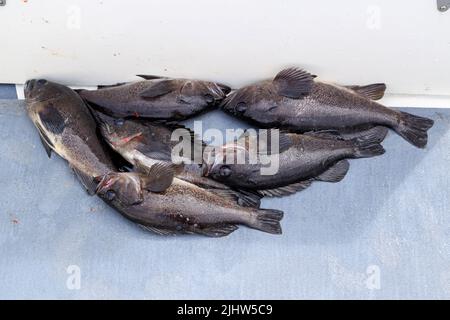 Il pesce rocca nero, noto anche come il pesce persico nero, il branzino nero, il merluzzo nero, il branzino, il dentice nero e il persico dell'Oceano Pacifico, Foto Stock