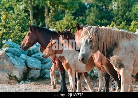 Un fuoco selettivo dei cavalli selvaggi in Biokovo, Croazia Foto Stock