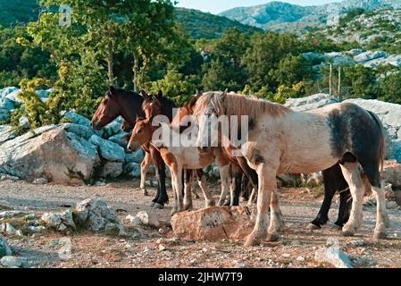 Un fuoco selettivo dei cavalli selvaggi in Biokovo, Croazia Foto Stock