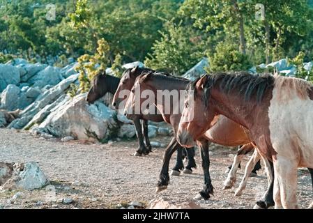 Un fuoco selettivo dei cavalli selvaggi in Biokovo, Croazia Foto Stock