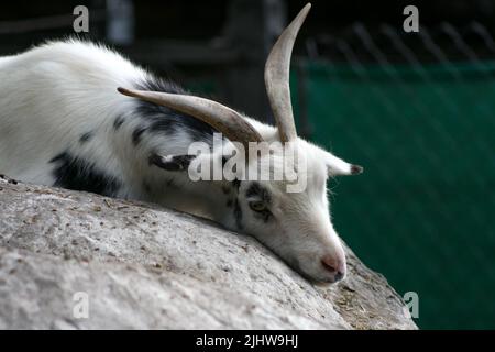 Capra bianca con macchie che giacciono sul lato di una pietra Foto Stock
