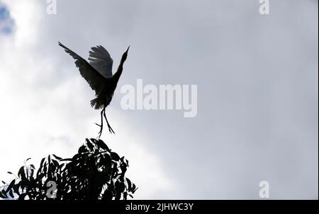 Silhouette di un allevamento di bestiame (Bubulcus ibis) decollo da un albero a Sydney, NSW, Australia (foto di Tara Chand Malhotra) Foto Stock