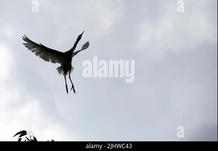 Silhouette di un allevamento di bestiame (Bubulcus ibis) decollo da un albero a Sydney, NSW, Australia (foto di Tara Chand Malhotra) Foto Stock