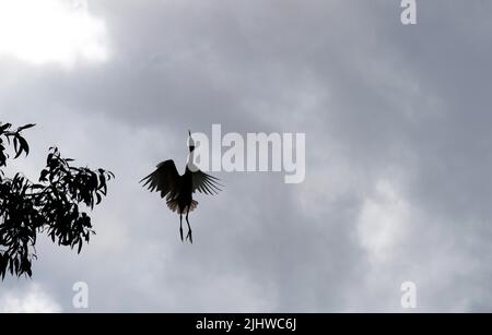 Silhouette di un allevamento di bestiame (Bubulcus ibis) decollo da un albero a Sydney, NSW, Australia (foto di Tara Chand Malhotra) Foto Stock