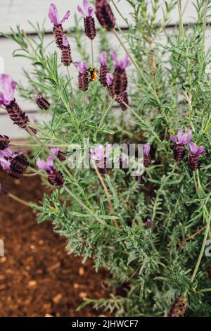 Lavandula stoechas conosciuto anche come Lavanda spagnola, Lavanda francese, Lavanda farfalla in giardino Foto Stock