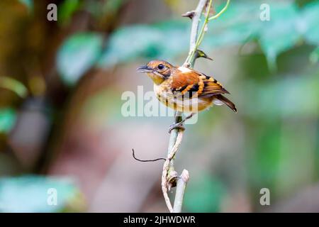 Antbird macchiato arroccato su un ramo di albero Foto Stock