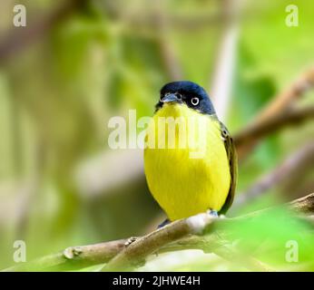 Comune Tody Flycatcher arroccato su un albero Foto Stock