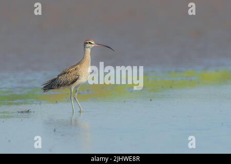 Guado di Whimbrel eurasiatico nelle acque di El Salvador Foto Stock