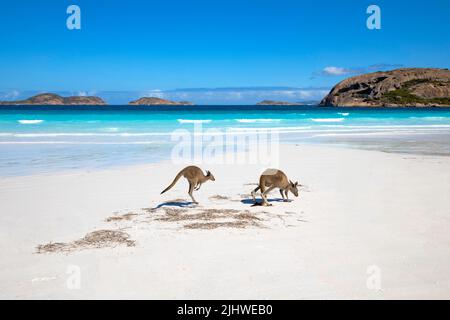 Famiglia Kangaroo sulla spiaggia di Lucky Bay, Esperance, Australia Occidentale Foto Stock