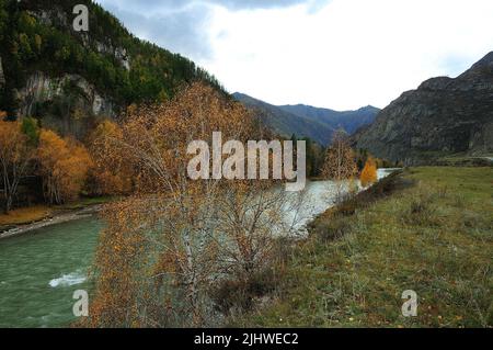 Uno sguardo attraverso il fogliame giallo di una betulla che cresce sulla riva alta di un bel fiume di montagna. Fiume Katun, Altai, Siberia, Russia. Foto Stock