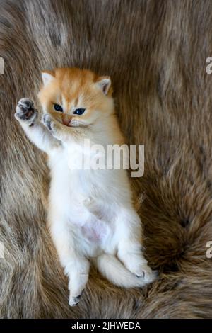 Un gattino si trova supino su un tappeto di lana marrone. Gattino innocente. British Shortair, pura e bella, dorata linea di sangue. Adorabile, componendo Foto Stock