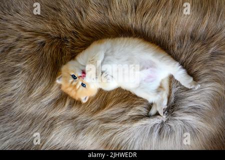 Un gattino si trova supino su un tappeto di lana marrone. Il gattino innocente lecca la pelliccia e mordicchiava i piedi. Capelli corti britannici cute, sdraiati posando con Foto Stock