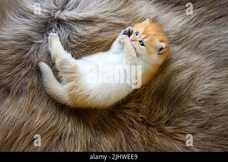 Un gattino si trova supino su un tappeto di lana marrone. Il gattino innocente lecca la pelliccia e mordicchiava i piedi. Capelli corti britannici cute, sdraiati posando con Foto Stock