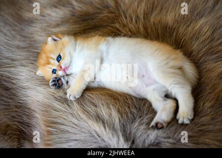 Un gattino che giace su un tappeto marrone di pelliccia sta posando sul suo lato. British Short Hair Golden Hair il suo volto innocente era assonnato, gli occhi annegati, la sua espressio Foto Stock