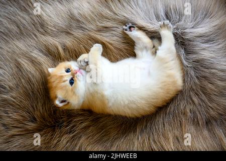 Un gattino si trova supino su un tappeto di lana marrone. Il gattino innocente lecca la pelliccia e mordicchiava i piedi. Capelli corti britannici cute, sdraiati posando con Foto Stock