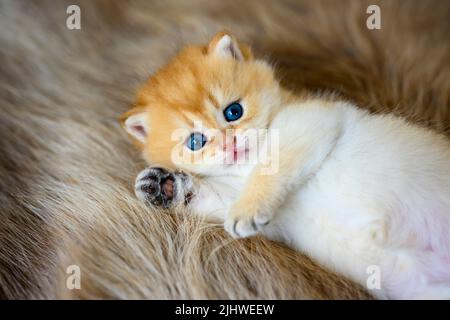 il gattino si trova supino su un tappeto di lana marrone. Gattino innocente. British Shortair, purebred e bello, amabile, rilassarsi in morbida pelliccia e loo Foto Stock