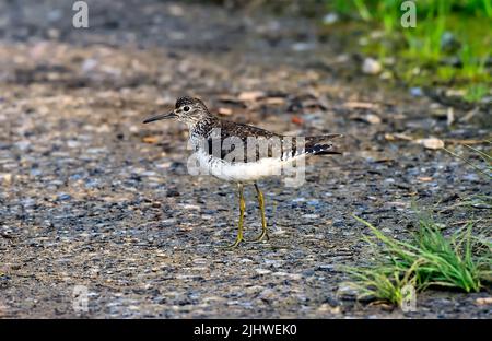 Un solitario Sandpiper, Tringa solitaria, uccello a piedi lungo la riva di un lago rurale nel nord Alberta Canada. Foto Stock