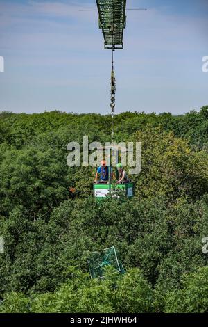 20 luglio 2022, Sassonia, Lipsia: Julia van Braak e Tom Künne, dipendenti dell'Università di Lipsia, utilizzano una gondola per raccogliere campioni da una gru nella foresta della pianura come parte del Centro tedesco di ricerca integrativa sulla biodiversità (iDiv) Halle-Jena-Leipzig. La gru forestale della pianura alluvionale consente agli scienziati di penetrare nelle cime degli alberi. La mancanza di precipitazioni mette in pericolo anche la popolazione di alberi nella foresta della pianura di Lipsia. Sycamore, quercia e soprattutto cenere sono particolarmente colpiti. I botanisti presumono che circa la metà dell'intera popolazione di alberi di cenere nella foresta della pianura alluvionale wi Foto Stock