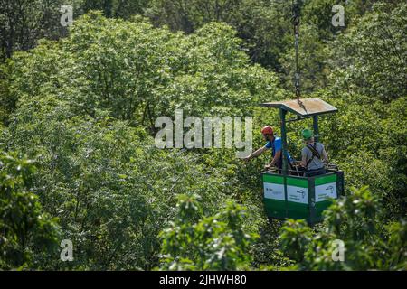 20 luglio 2022, Sassonia, Lipsia: Julia van Braak e Tom Künne, dipendenti dell'Università di Lipsia, utilizzano una gondola per raccogliere campioni da una gru nella foresta della pianura come parte del Centro tedesco di ricerca integrativa sulla biodiversità (iDiv) Halle-Jena-Leipzig. La gru forestale della pianura alluvionale consente agli scienziati di penetrare nelle cime degli alberi. La mancanza di precipitazioni mette in pericolo anche la popolazione di alberi nella foresta della pianura di Lipsia. Sycamore, quercia e soprattutto cenere sono particolarmente colpiti. I botanisti presumono che circa la metà dell'intera popolazione di alberi di cenere nella foresta della pianura alluvionale wi Foto Stock