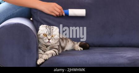 Donna che rimuove i capelli del gatto dal divano a casa Foto Stock