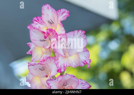 fiori bianchi di gladiolo con estremità gialle e rosa e centro all'aperto Foto Stock