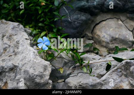 Foto di fiore perivinkle sulle rocce. Vista frontale. Foto Stock