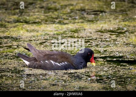 Un bel Moorhen comune, (Gallinula chloropus), nuoto tra le alghe d'anatra su uno stagno Foto Stock