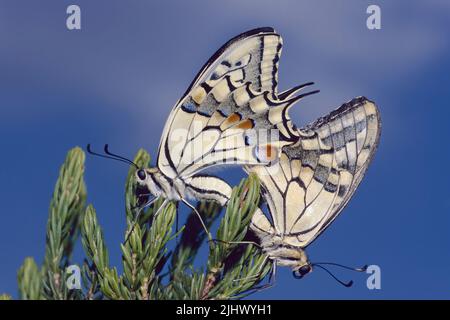 Coppia di farfalle di coda di rondine del Vecchio mondo in accoppiamento, Papilio machaon; Papilionidae Foto Stock