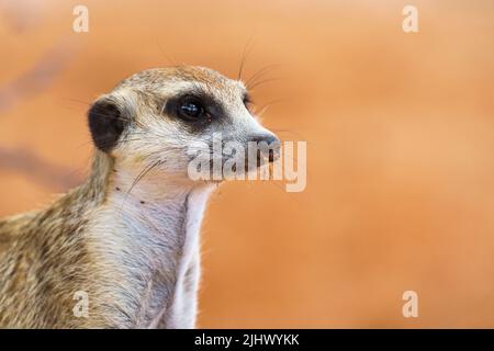 Carino Meerkat primo piano ritratto del viso del bambino. Vista laterale della suricatta Suricate. Kalahari, Parco Nazionale transfrontaliero, Sudafrica Foto Stock