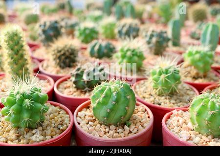 File di vari tipi di piante di mini cactus potted spinny con fuoco selettivo Foto Stock