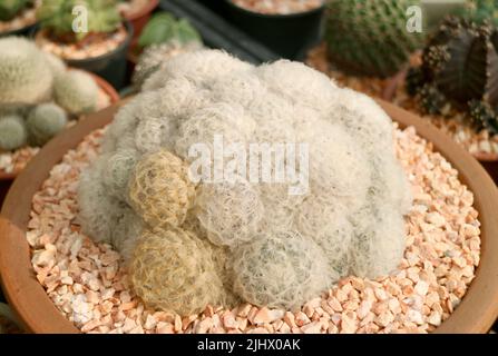 Primo piano di morbida forma arrotondata con cialde bianche di Feather Cactus in un vaso di terracotta Foto Stock