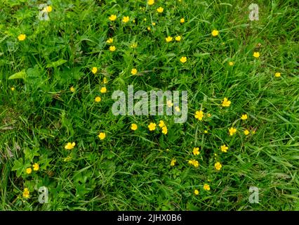 Erba verde con fiori di ranuncolo. Chiudi foto. Sfondo con piante gialle e verdi Foto Stock